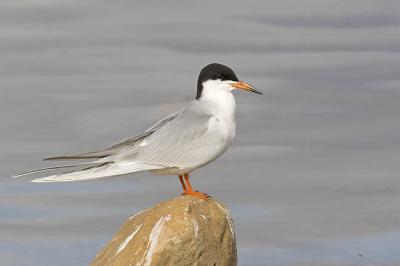 forster's tern 051006_MG_0743