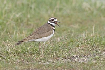 killdeer 051006_MG_0959