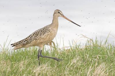 marbled godwit 051006_MG_0782