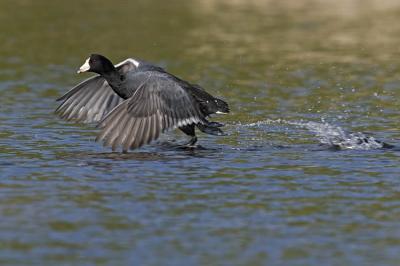 american coot 051406_MG_1332