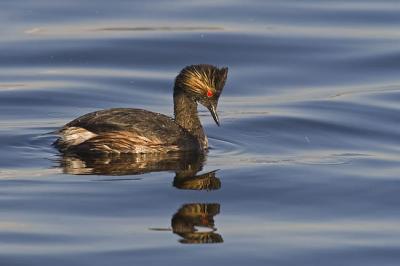 eared grebe 051306_MG_0567