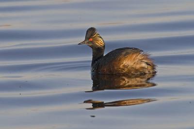 eared grebe 051306_MG_0630