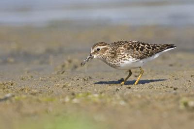 least sandpiper 051706_MG_0503
