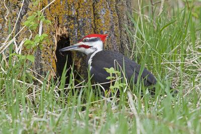 pileated woodpecker 051406_MG_1043