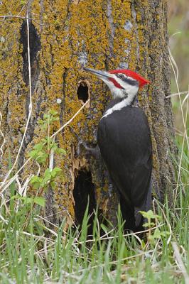 pileated woodpecker 051406_MG_1058