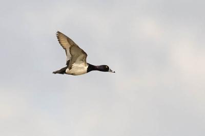 ring-necked duck 051406_MG_0952