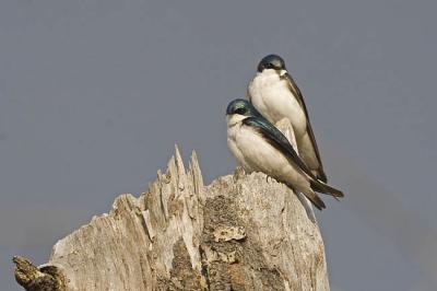 tree swallow 051406_MG_0936