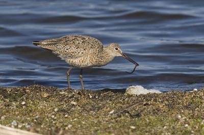 willet 051306_MG_0149