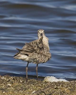 willet 051306_MG_0165