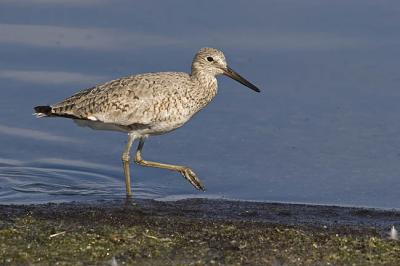 willet 051606_MG_0202