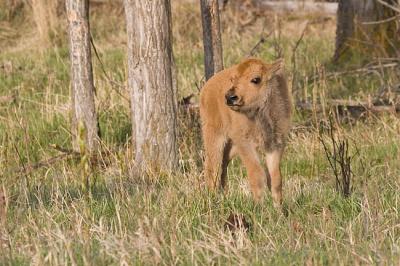 bison 051406IMG_7931