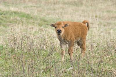 bison 051406IMG_7946