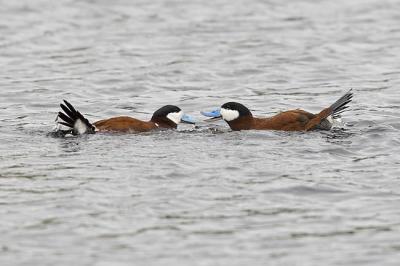 ruddy duck 052106_MG_0040