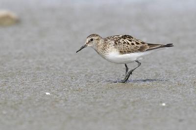 baird's sandpiper 052106_MG_0104