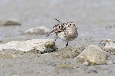 baird's sandpiper 052106_MG_0648