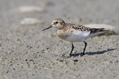 baird's sandpiper 052106_MG_0749
