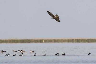 peregrine falcon 052106_MG_0727