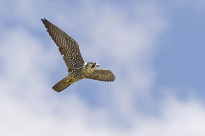 peregrine falcon 052106_MG_0784