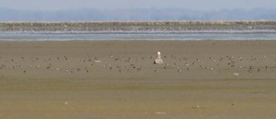 peregrine falcon 052206_MG_0038