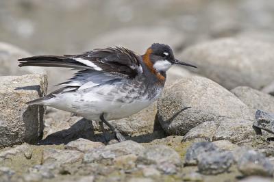 red-necked phalarope 052106_MG_0712