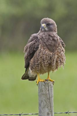 swainson's hawk 052206_MG_0439