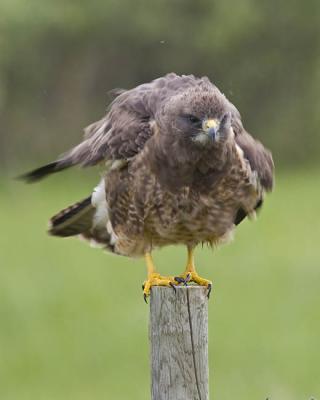 swainson's hawk 052206_MG_0442