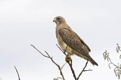 swainson's hawk 052206_MG_0515