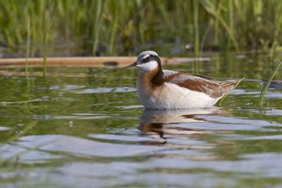 wilson's phalarope 052106_MG_0842