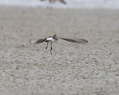 white-rumped sandpiper 052206_MG_0149