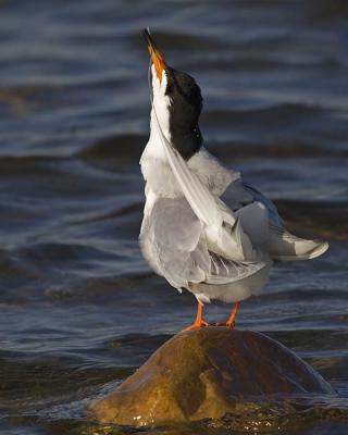 forster's tern 052406_MG_0033