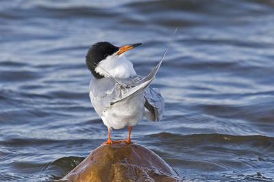 forster's tern 052406_MG_0063