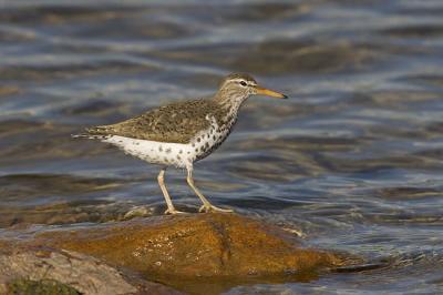 spotted sandpiper 052406_MG_0013