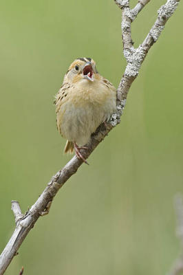 leconte's sparrow 052806_MG_0750