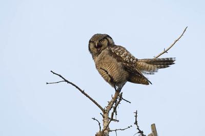 northern hawk owl 052606_MG_0564