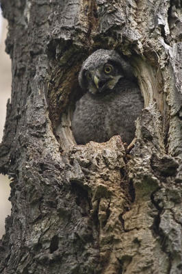 northern hawk owl 052806_MG_0262