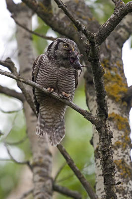northern hawk owl 052806_MG_0434