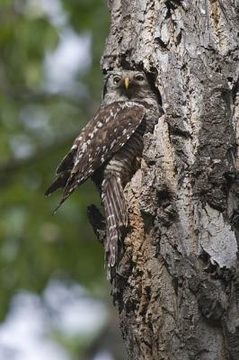 northern hawk owl 052806_MG_0484