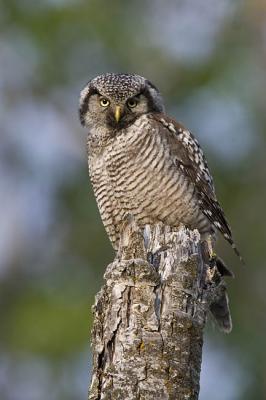 northern hawk owl 052906_MG_0742