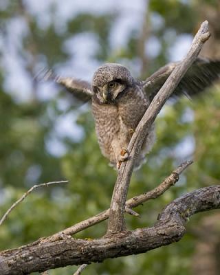 northern hawk owl 052906IMG_8220