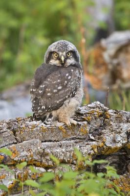 northern hawk owl 052906IMG_8239