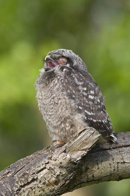 northern hawk owl 053006_MG_0845