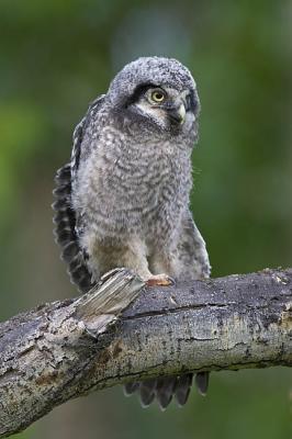 northern hawk owl 053006_MG_0909