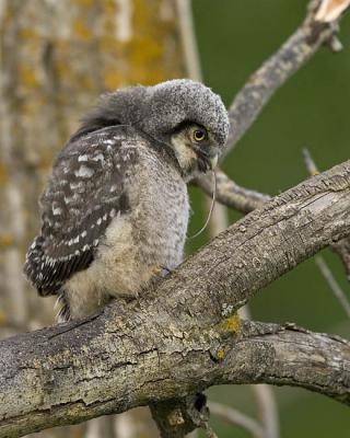 northern hawk owl 053006_MG_0995