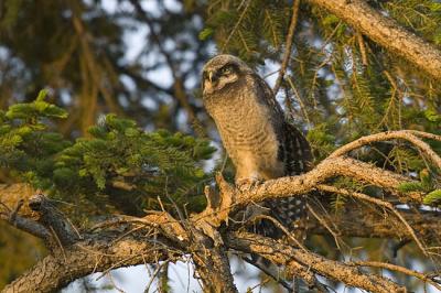 northern hawk owl 053006_MG_1050