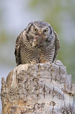 northern hawk owl 053006IMG_8459