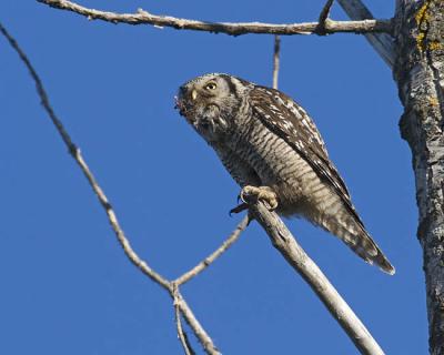 northern hawk owl 060106_MG_0037