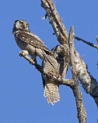 northern hawk owl 060106_MG_0074