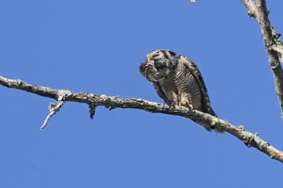 northern hawk owl 060106_MG_0215