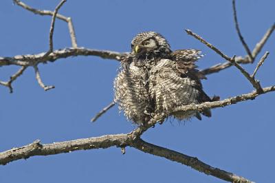 northern hawk owl 060106_MG_0283
