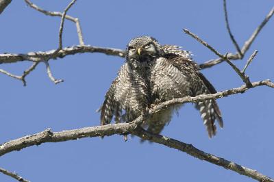 northern hawk owl 060106_MG_0286
